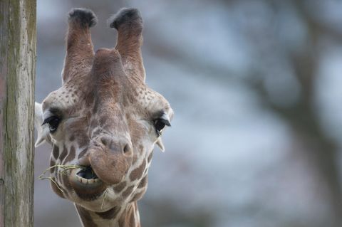 Holland Giraffe