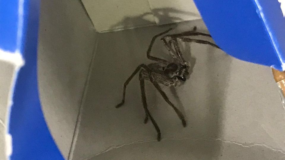 Nachrichten Deutschland München Nachrichten aus Deutschland: Spinne in München