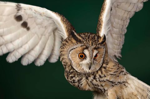 Die Waldohreule (Asio otus) lebt in Europa, Asien und Nordamerika. Bei uns zählt sie zu den häufigsten Eulenarten. Leicht erkennt man sie an ihren orangefarbenen Augen und ihren großen Federohren
