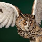 Die Waldohreule (Asio otus) lebt in Europa, Asien und Nordamerika. Bei uns zählt sie zu den häufigsten Eulenarten. Leicht erkennt man sie an ihren orangefarbenen Augen und ihren großen Federohren