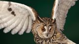 Die Waldohreule (Asio otus) lebt in Europa, Asien und Nordamerika. Bei uns zählt sie zu den häufigsten Eulenarten. Leicht erkennt man sie an ihren orangefarbenen Augen und ihren großen Federohren