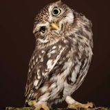 Steinkauz (Athene noctua)  Die kleine Eule (bis zu 23 Zentimeter) symbolisiert die Weisheit – und trägt deshalb den Namen der Göttin Athene