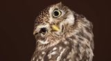 Steinkauz (Athene noctua)  Die kleine Eule (bis zu 23 Zentimeter) symbolisiert die Weisheit – und trägt deshalb den Namen der Göttin Athene