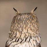 Sibirischer Uhu (Bubo bubo sibiricus)  Uhus sind die größten Eulen, sie werden bis zu 80 Zentimeter hoch. Ihren Kopf können sie, wie hier zu sehen, fast vollständig wenden