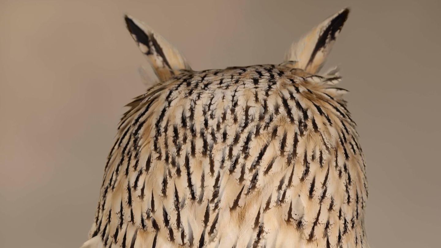 Sibirischer Uhu (Bubo bubo sibiricus)  Uhus sind die größten Eulen, sie werden bis zu 80 Zentimeter hoch. Ihren Kopf können sie, wie hier zu sehen, fast vollständig wenden