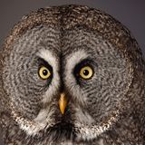 Bartkauz (Strix nebulosa)  Der dunkle Nadelwaldbewohner fällt durch sein fast kreisrundes Antlitz auf. Der typische Gesichtsschleier lenkt den Schall zwecks Ortung von Beutetieren