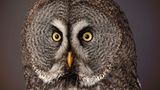 Bartkauz (Strix nebulosa)  Der dunkle Nadelwaldbewohner fällt durch sein fast kreisrundes Antlitz auf. Der typische Gesichtsschleier lenkt den Schall zwecks Ortung von Beutetieren