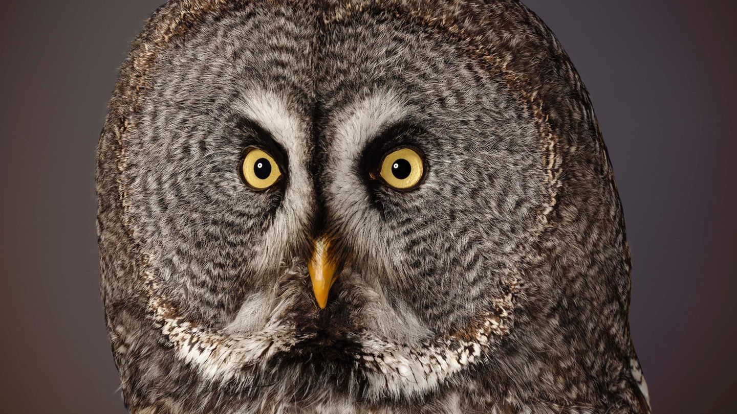 Bartkauz (Strix nebulosa)  Der dunkle Nadelwaldbewohner fällt durch sein fast kreisrundes Antlitz auf. Der typische Gesichtsschleier lenkt den Schall zwecks Ortung von Beutetieren