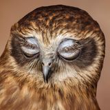 Kuckuckskauz (Ninox novaeseelandiae)    Er bewohnt die Wälder Neuseelands und Australiens