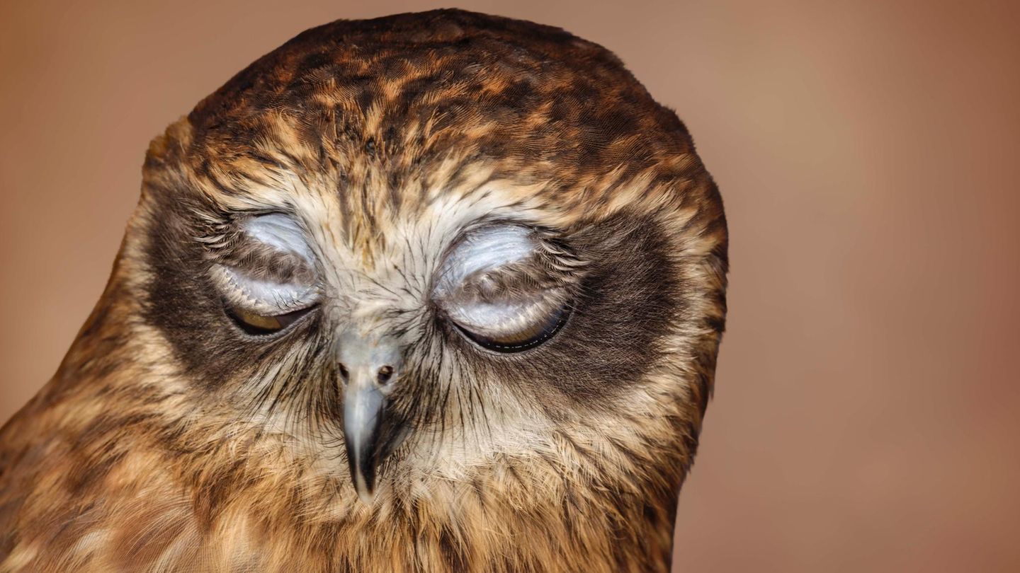 Kuckuckskauz (Ninox novaeseelandiae)    Er bewohnt die Wälder Neuseelands und Australiens