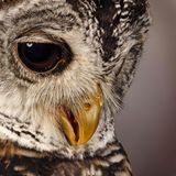 Chaco-Waldkauz (Strix chacoensis)    Typisch für die südamerikanische Art sind die unter Eulen seltenen braunen Augen 