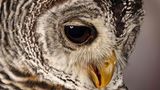 Chaco-Waldkauz (Strix chacoensis)    Typisch für die südamerikanische Art sind die unter Eulen seltenen braunen Augen 