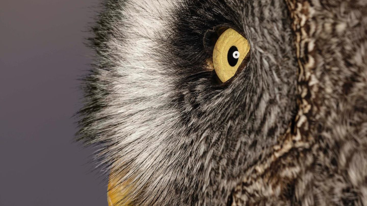 Bartkauz (Strix nebulosa)  Im Profil erkennt man die flache Gesichtskontur und den typischen schwarzen Bart