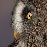 Bartkauz (Strix nebulosa)  Im Profil erkennt man die flache Gesichtskontur und den typischen schwarzen Bart
