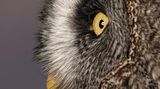 Bartkauz (Strix nebulosa)  Im Profil erkennt man die flache Gesichtskontur und den typischen schwarzen Bart