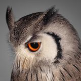 Weißgesichtseule (Ptilopsis leucotis)    Sie lebt im südlichen Afrika und jagt gern in der Savanne