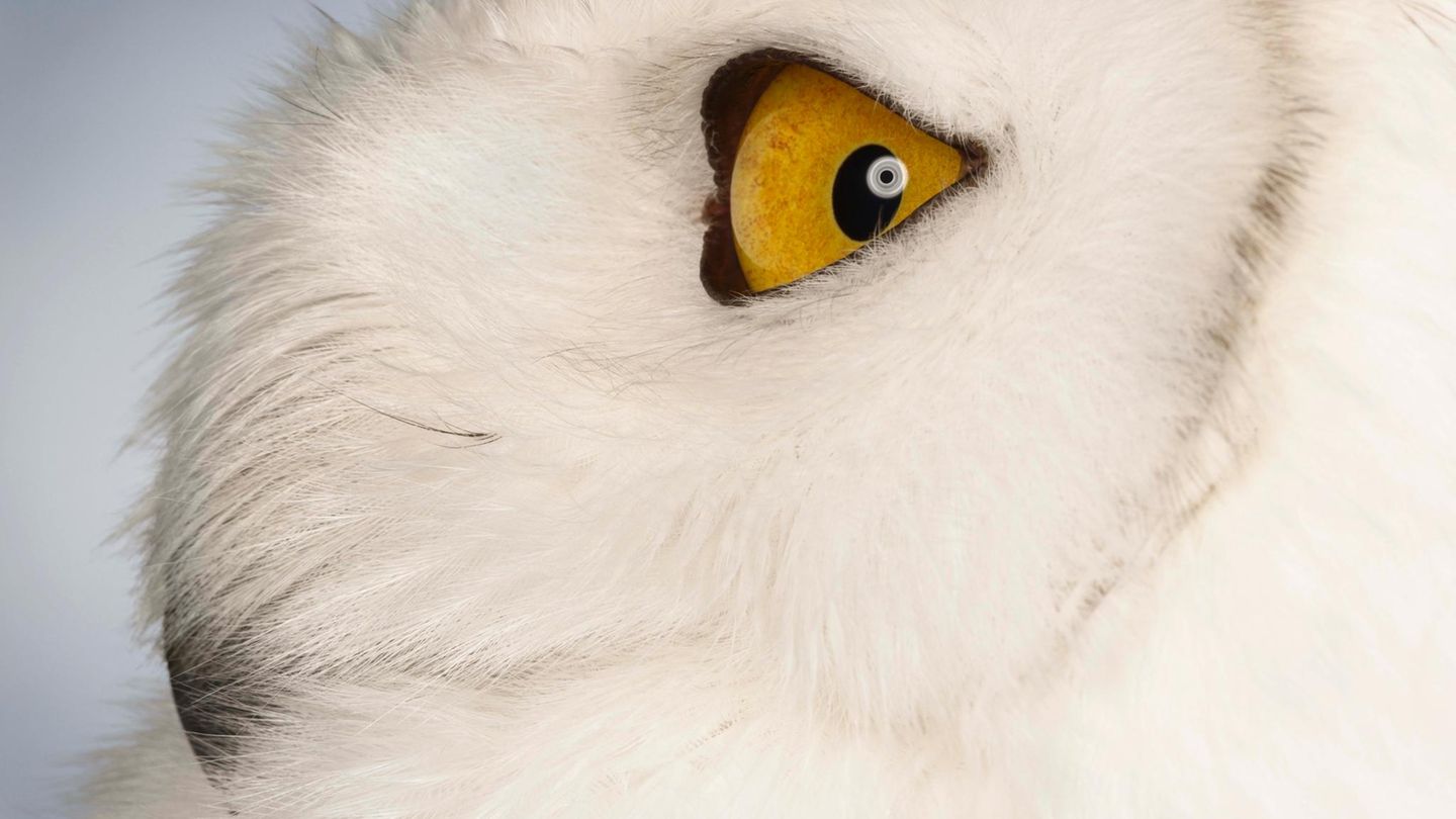 Schneeeule (Bubo scandiacus)    Zu Hause in der arktische Tundra, schlüpft grau aus dem Ei, erst später wird sie weiß