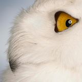 Schneeeule (Bubo scandiacus)    Zu Hause in der arktische Tundra, schlüpft grau aus dem Ei, erst später wird sie weiß