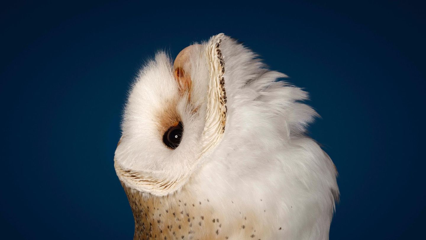 Schleiereule (Tylo alba)  Weltvogel mit herzförmigem Gesicht: Die Schleiereule kommt in Afrika, Europa, Südwest- und Südasien, in Australien und auf dem gesamten amerikanischen Kontinent vor