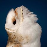 Schleiereule (Tylo alba)  Weltvogel mit herzförmigem Gesicht: Die Schleiereule kommt in Afrika, Europa, Südwest- und Südasien, in Australien und auf dem gesamten amerikanischen Kontinent vor