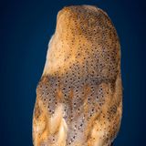 Schleiereule (Tylo alba)    In Mitteleuropa bevorzugt die Schleiereule landwirtschaftlich genutzte Gegenden: Im Dorf und auf den Feldern jagt sie Kleingetier