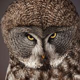 Bartkauz (Strix nebulosa)    Dieser Blick war es wohl, der die Eule zum Stoff der Kunst, von Legenden und Geschichten machte: Er erinnert den Menschen an sich selbst