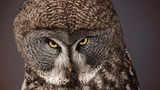 Bartkauz (Strix nebulosa)    Dieser Blick war es wohl, der die Eule zum Stoff der Kunst, von Legenden und Geschichten machte: Er erinnert den Menschen an sich selbst