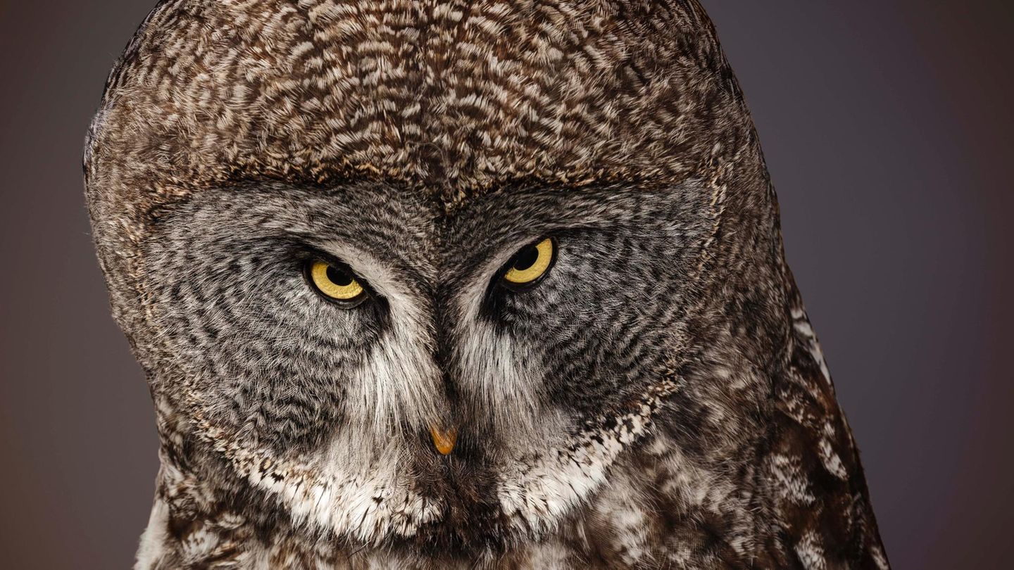 Bartkauz (Strix nebulosa)    Dieser Blick war es wohl, der die Eule zum Stoff der Kunst, von Legenden und Geschichten machte: Er erinnert den Menschen an sich selbst