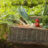 LOCANDA ALPINA  Ein Dorf umgeben von Apfelplantagen, mittendrin das Rathaus, gegenüber der traditionsreiche Gasthof. Ein Szenario wie aus dem Bilderbuch. Und es wird noch besser! Denn in der Küche der Locanda aus dem 19. Jahrhundert waltet Silvana Segna, Gastgeberin und begnadete Köchin. Sie zaubert aus Trentiner Produkten, eigenem Gartengemüse und unter Zugabe mediterraner Inspiration Köstlichkeiten wie Entenbein mit Selleriecreme und Quitten oder gegrillten Tintenfisch mit knusprigen Kapern. Und zum Dessert? Käseplatte mit hausgemachten Chutneys oder sizilianische Bitterschokolade mit einem Gläschen Rum. Übernachten kann man auch – um am nächsten Tag gleich wieder von vorne anzufangen.    Brez, Piazza Municipio 23   Tel. 0463-87 43 96,  www.locandalpina.it
