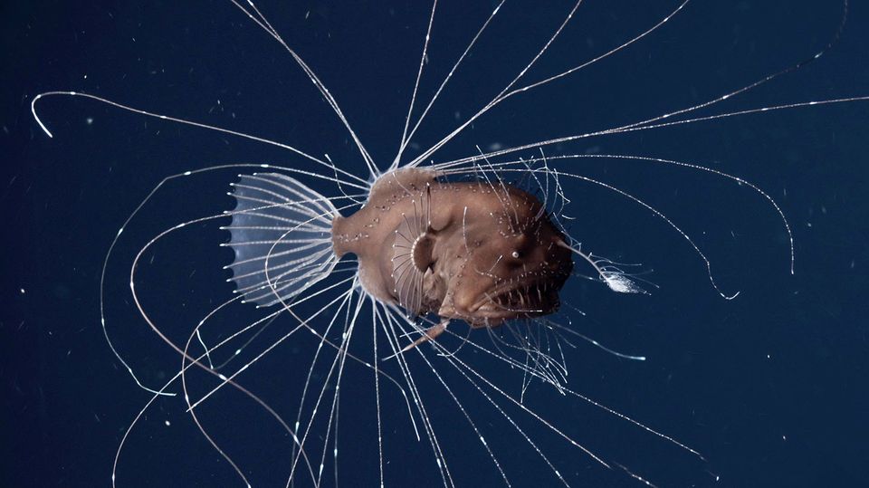 Tiefsee-Anglerfisch leuchtet in der Dunkelheit des Meeres Tiefsee-Anglerfisch leuchtet in der Dunkelheit des Meeres