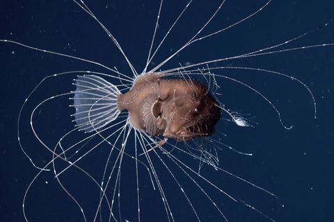 Tiefsee-Anglerfisch leuchtet in der Dunkelheit des Meeres