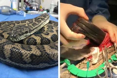 Python frisst Hausschuh