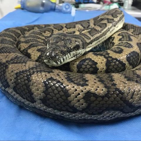 Python frisst Hausschuh