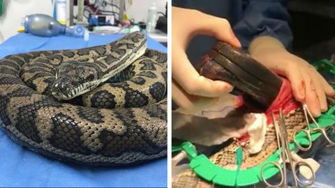 Python frisst Hausschuh