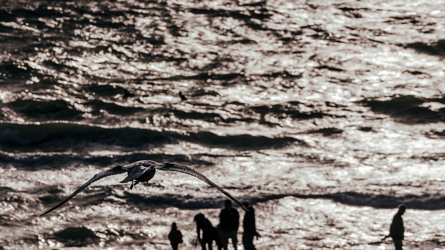 Beim Sonnenuntergang auf Sylt sucht diese Möwe nach Opfern, denen sie die Eiswaffel aus der Hand klauen kann.
