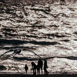 Beim Sonnenuntergang auf Sylt sucht diese Möwe nach Opfern, denen sie die Eiswaffel aus der Hand klauen kann.