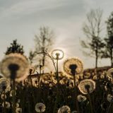 "Ich hatte immer wieder unglaublich schöne Sonnenuntergänge.“ So wie hier im Erzgebirge in Sachsen.