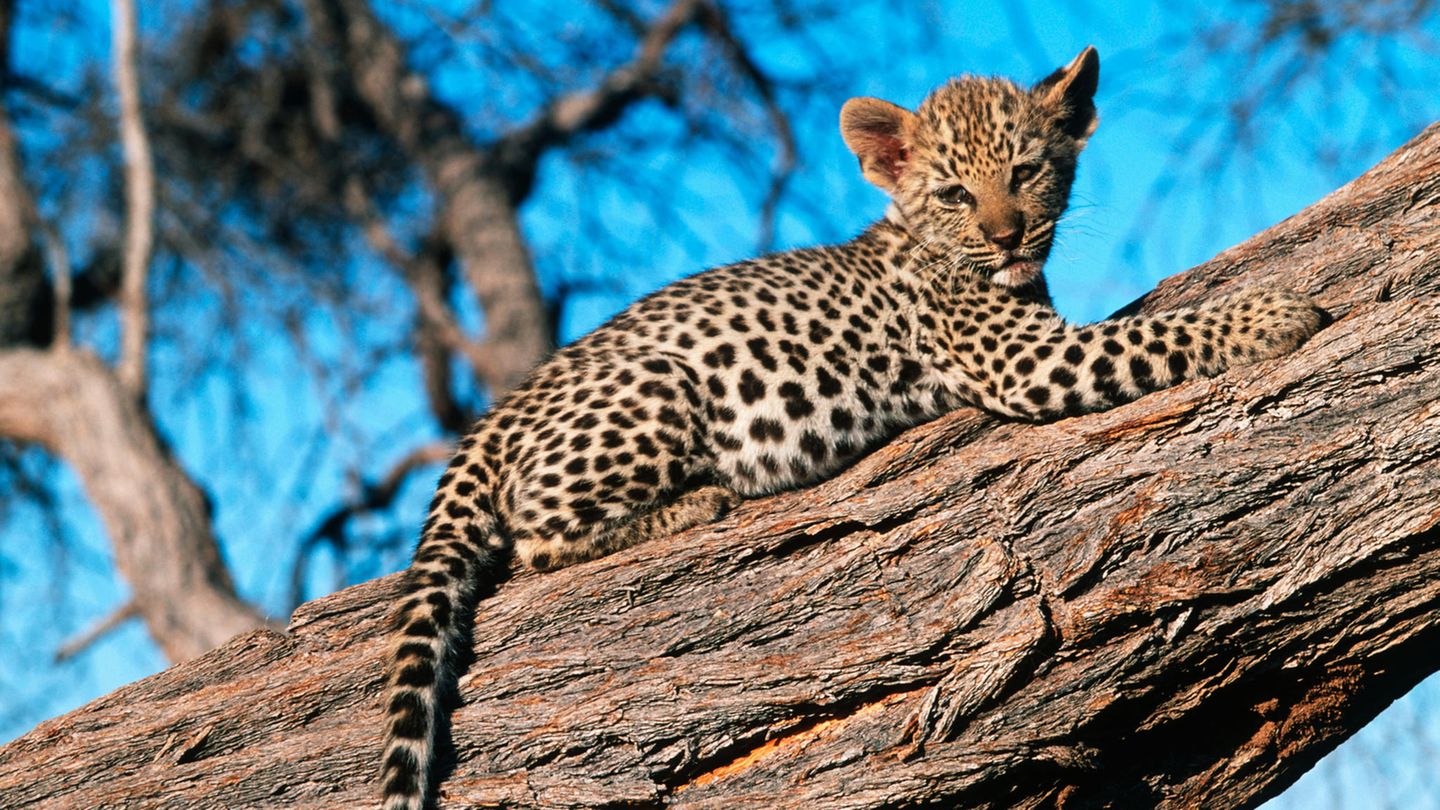 Im Hochsitz: Ein Leopard hat sich in die Krone eines Baumes zurückgezogen.