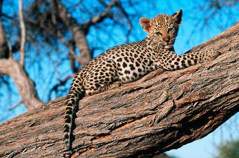 Im Hochsitz: Ein Leopard hat sich in die Krone eines Baumes zurückgezogen.