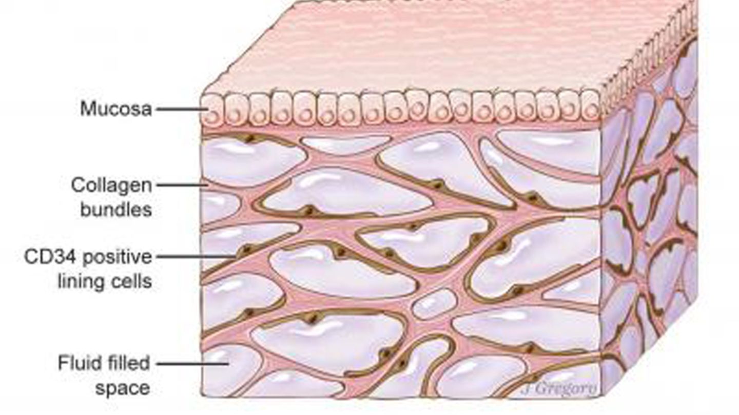 Interstitium