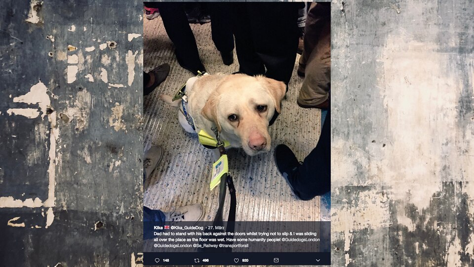 Ein Blindenhund sitzt sichtlich beängstigt in einer Londoner Bahn
