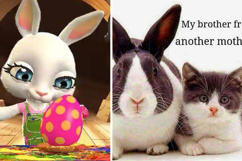 Hase, Katze, Kettenbrief: Das sind die schlimmsten Ostergrüße per Whatsapp - sind Ihre auch dabei?
