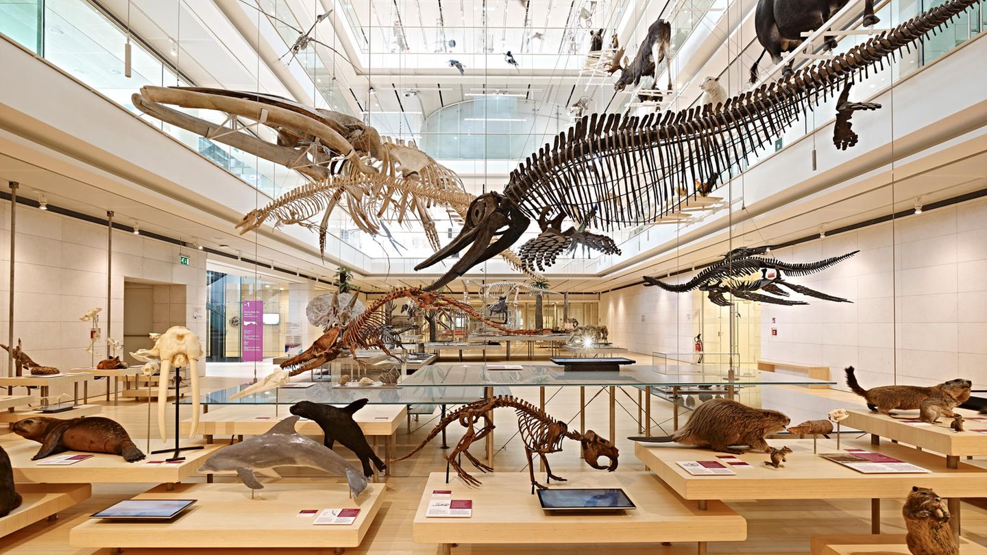 Dolomiten und mehr: Ausgezeichnete Museen Der berühmte Architekt Renzo Piano hat 2013 in Trient das Wissenschaftsmuseum MUSE geschaffen: ein Haus mit 19.000 Quadratmetern Fläche zum Entdecken und Lernen, insbesondere über die alpine Natur. Doch im Trentino locken noch weitere Museen wie das Luftfahrtmuseum Gianni Caproni oder das Museum für Moderne Kunst MART in Rovereto sowie weitere historische Burgen und Schlösser. Ausgezeichnete Museen Der berühmte Architekt Renzo Piano hat 2013 in Trient das Wissenschaftsmuseum MUSE geschaffen: ein Haus mit 19.000 Quadratmetern Fläche zum Entdecken und Lernen, insbesondere über die alpine Natur. Doch im Trentino locken noch weitere Museen wie das Luftfahrtmuseum Gianni Caproni oder das Museum für Moderne Kunst MART in Rovereto sowie weitere historische Burgen und Schlösser.