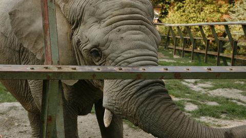 Ein trauriger Elefant im Gehege.