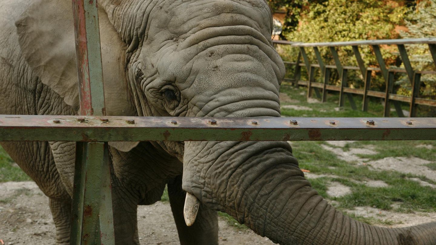 Ein trauriger Elefant im Gehege.