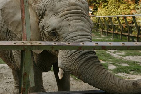 Ein trauriger Elefant im Gehege.
