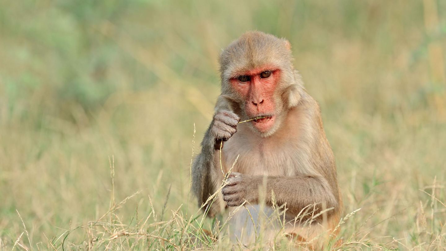 Ein Rhesusaffe der Gattung Makaken in Indien (Symbolbild)
