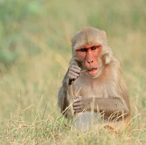 Ein Rhesusaffe der Gattung Makaken in Indien (Symbolbild)