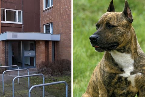 Das Haus der Toten in Hannover, ein Hund der Rasse Staffordshire-Terrier