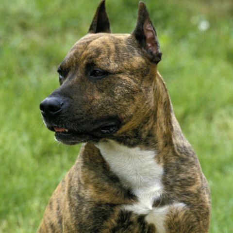 Das Haus der Toten in Hannover, ein Hund der Rasse Staffordshire-Terrier